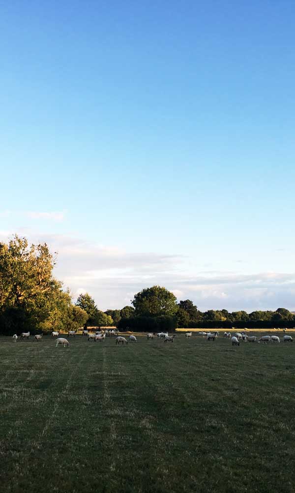 Boathouse Farm Sheep grazing